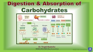 2 Digestion amp Absorption of Carbohydrates I Carbohydrates Metabolism Biochemistry [upl. by Omlesna135]