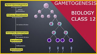 GAMETOGENESIS  Human Reproduction  Class 12 [upl. by Mikol]