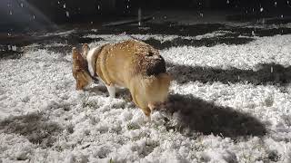 Corgis Prancing in the Snow [upl. by Eiddal959]