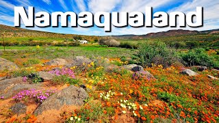 Namaqualand Flowers  Photographing The worlds Greatest Wild Flower Spectacle [upl. by Dier]