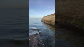 Sandpipers on harbour wall [upl. by Anirok756]