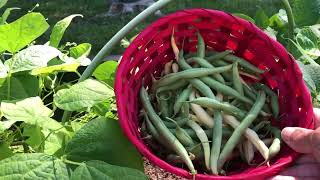 Neglected Garden Tour and Harvest [upl. by Asiluy]