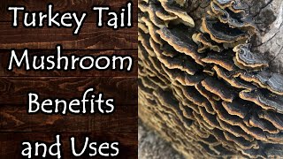 Turkey Tail Mushroom Trametes Versicolor Benefits Uses and Identification [upl. by Ytak]