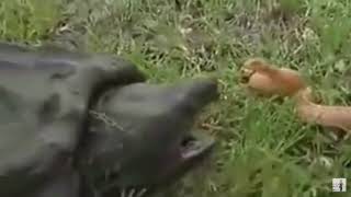 Alligators snapping turtle bites off the head of snake [upl. by Goines574]