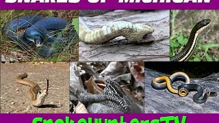 Snakes Of Michigan  SnakeHuntersTV [upl. by Entwistle354]