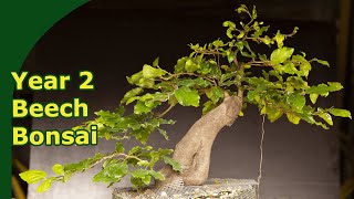 Bonsai Beech styling  Thinning and pruning in year 2 [upl. by Fredek476]