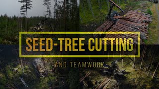 Clearcutting method Seedtree Cutting and team work [upl. by Kendrah]