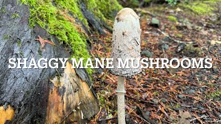 Bears Head Tooth and Shaggy Mane eatable fall mushrooms Where and when to find them [upl. by Eusebio]