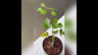 Commiphora orbicularis 红皮橄榄 奥比橄榄 [upl. by Anesor]