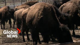 Bison in Atlantic Canada Nova Scotia farm hopes to become tourist attraction [upl. by Beckie]