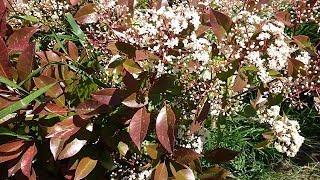 Lauro rosso Photinia Red Robin [upl. by Asina193]