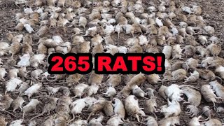 eRATication 263 Rats Caught by Dogs in ONE DAY [upl. by Pfaff221]