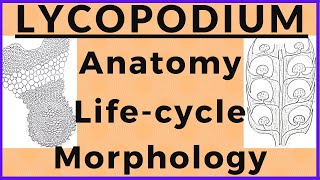 Lycopodium Pteridophyte Plant Morphology Anatomy Biological Life cycle Diagram  Plant Kingdom [upl. by Byers809]