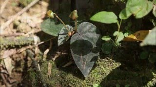 Cryptocoryne affinis and Begonia DIscoveryPlanet [upl. by Tadio]