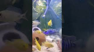 Yellow lab mbuna cichlids blue peacock and tiger barb in 30 gallon aquarium freshwaterfish [upl. by Nivrek]