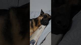 Poor lholo having bad dream shortsfeed germanshepherd ytpets dog dog [upl. by Sivahc]