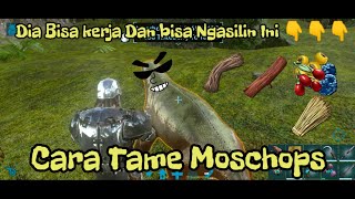 Cara TamingMenjinakan MoschopsDan Kegunaannya [upl. by Siseneg]