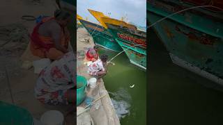 Mullet fishing in boat side water mulletfishing fishingvideos ng [upl. by Bilbe260]