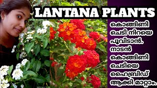 Lantana plants care in Malayalam  pruneplants  How to Grow cuttings of lantana flowering plants [upl. by Heather990]