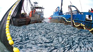 Amazing big nets catch hundreds of tons of herring on the modern boat  Biggest Fishing Net [upl. by Ramuk]