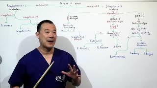 Gram Positive Cocci Intro Staph Strep Flow Chart Infectious Disease [upl. by Delphina]