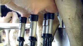 Robot Milk How Intelligent Machines Are Revolutionising Cow Farming  Earth Science [upl. by Cary]