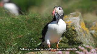 Behind the Lens Discovering Scotland’s Atlantic Puffins on the Isle of Lunga [upl. by Thinia2]