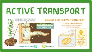 GCSE Biology  Active Transport 9 [upl. by Buhler440]