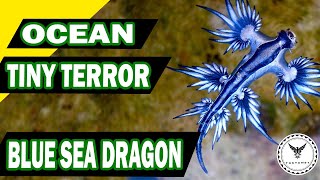 The Tiny Terror of the Ocean Fascinating Facts About Blue sea Dragons  Factansy [upl. by Ahsiad]