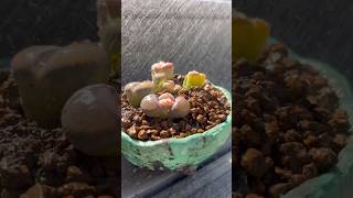 Let’s repot those Lithops Living Stones from Trader Joe’s before they dry out succulents lithops [upl. by Suraved]