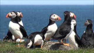 Puffins Elliston Bona vista Newfoundland [upl. by Ebony]