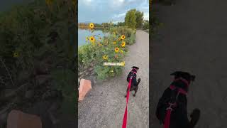 Cute boxer puppy in sunflowers puppy dogs dogtraining cute cutedog puppytraining101 puppy [upl. by Arta]