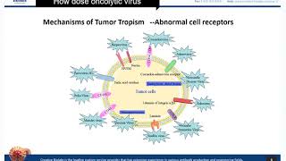 Oncolytic Virotherapy Basic Knowledge Review  Creative Biolabs [upl. by Olra604]