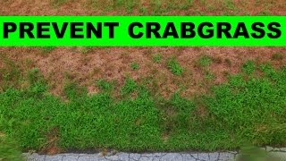 When to put down crabgrass preventer [upl. by Ydoow]