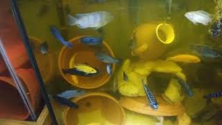 50 gallon african cichlid overstocked controlled agression fish tank [upl. by Hsitirb442]