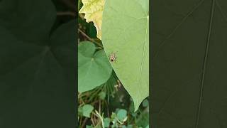 Golden beetle beetle hercules sigma of beetle [upl. by Elyk]