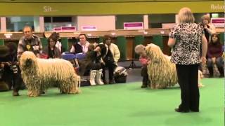 Komondor dogs Hongaarse herdershond Komondorok  Concurso Canino [upl. by Luaped]