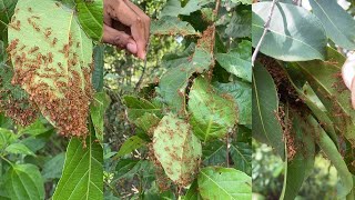 How to find red ants nest on the forest [upl. by Acinnej319]