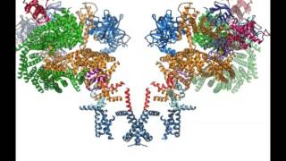 The Ryanodine Receptor Calcium Channel in Muscle Cells [upl. by Arita]