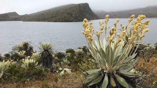 El páramo de Sumapaz el productor de agua más grande del mundo está en Colombia [upl. by Germana]