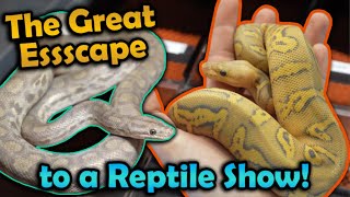 We Ditch Class to go to the Oklahoma City Reptile Show [upl. by Naitsyrk]