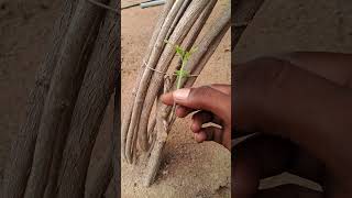 grafting Jasminum grandiflorum with curry treegraftingtrendingshortsytviralviralvideo [upl. by Nils]