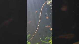 Pipefish in Planted Aquarium [upl. by Ambie]