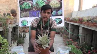 D A P amp N P K Fertilizer how to use [upl. by Ladnik]