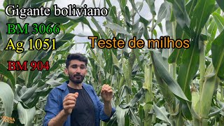 Teste de 4 milhos GERMINAÇÃO EP 02 [upl. by Thay401]