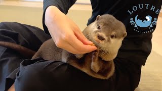 Otter Training Too Cute Bob Wasabi Oage [upl. by Aneeles419]