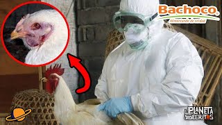 Los SECRETOS De BACHOCO  ¿Que Encontraron Dentro de una Gallina [upl. by Nitniuq]