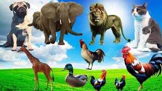 Wildlife Elephant Cow Cat Dog Tiger Rabbit  Familiar Animal Sounds [upl. by Richardson]