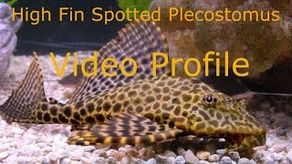 High Fin Spotted Plecostomus Video Profile [upl. by Daffy]