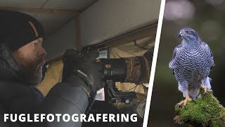 Fotografere ROVFUGLER fra skjul  Tips og triks med Trond Westby  Vallerret Gloves [upl. by Blight]